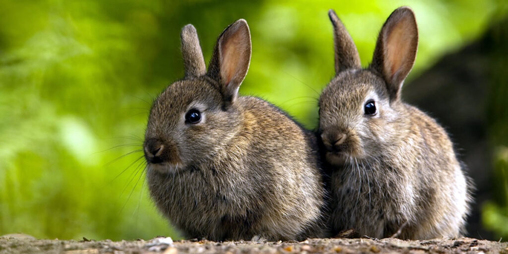 Día Internacional del Conejo : Cuarto Sábado de Septiembre