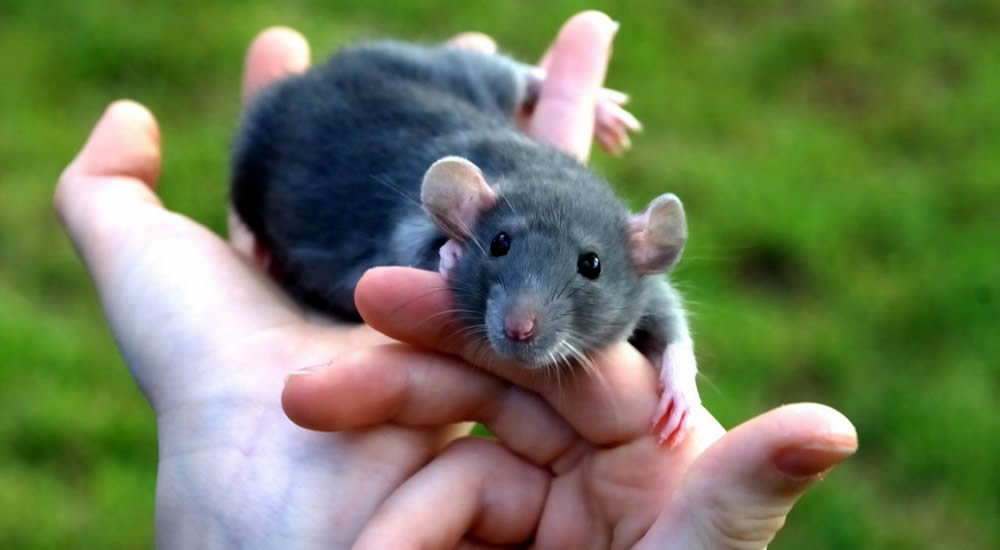 Día Mundial de la Rata : 4 de Abril